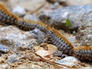 Estos son los riesgos de la oruga procesionaria