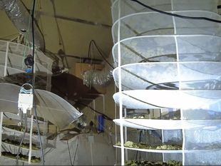 Desmantelada una plantación de marihuana en un local de Parla