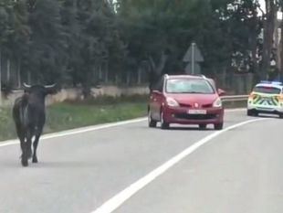 La Policía Local de Arganda captura una vaquilla suelta y la devuelve a su finca