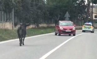 Atrapan a una vaquilla que se escapó de una finca de Arganda del Rey