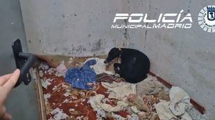 Rescatado un galgo en condiciones deplorables en un trastero de Usera