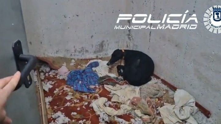 Rescatan un galgo en estado de abandono total en un trastero de Usera
