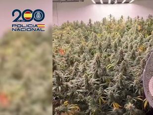 Desmantelada una plantación de marihuana 'indoor' camuflada como local de fotografía