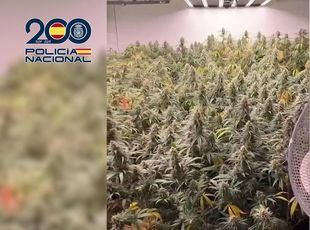 Tres detenidos y desmantelada una plantación de marihuana escondida en un local de fotografía