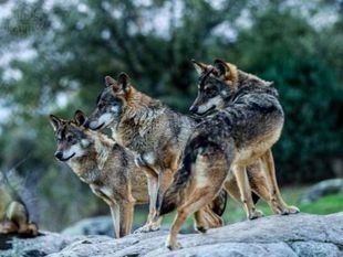 Caza furtiva, ¿problemática real o caso aislado?