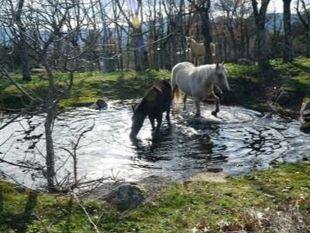 El proyecto urbanístico en la dehesa de Los Arroyuelos amenaza la biodiversidad de Cercedilla
