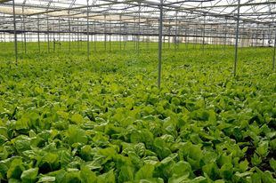Cultivos. Agricultura
