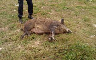 La sobrepoblación de jabalíes en la región obliga a activar un plan de control