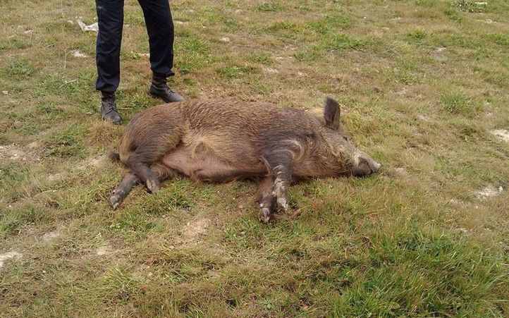 Jabalí rescatado junto a la M-50