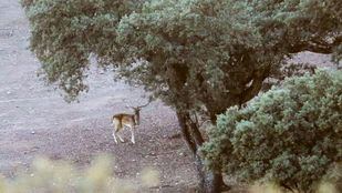 Más Madrid propone declarar El Pardo como Parque Nacional para abrirlo al público