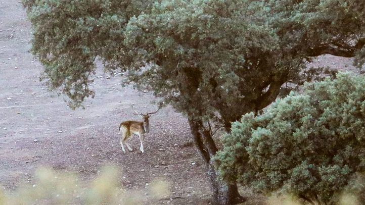Un gamo en el monte de El Pardo.