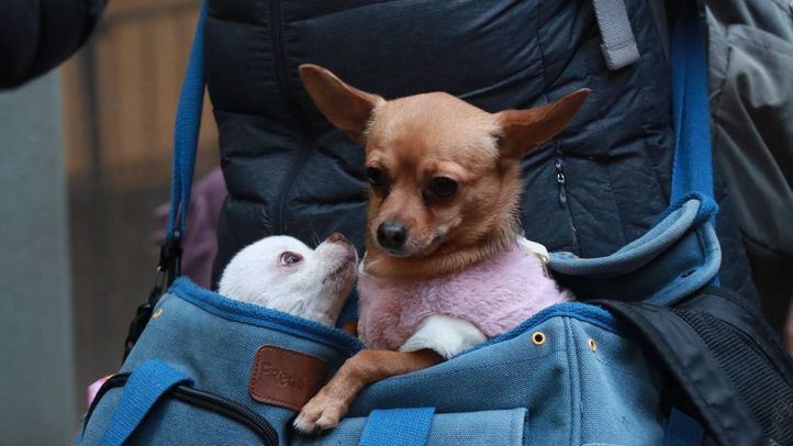 Dos perros metidos en un bolso, en una imagen de archivo