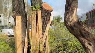 Tala de árboles en la calle Méndez Álvaro