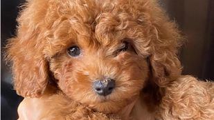 Conoce las opiniones sobre Caniche Toy del Nilo: historias reales de familias felices