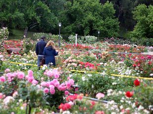 Rosaleda del parque del Oeste