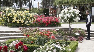 Los concursos internacional y popular eligen la mejor rosa de Madrid entre 75 variedades de la Rosaleda del Parque del Oeste