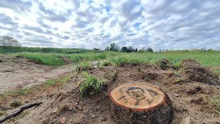 Tronco de un árbol talado donde han dibujado el rostro del alcalde