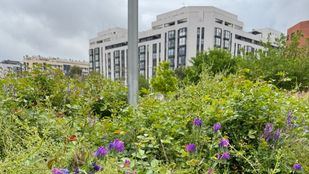 Vegetación sin desbrozar en Vallecas