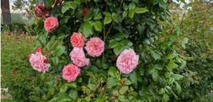 El Concurso Internacional de Rosas Nuevas Villa de Madrid ya tiene ganador: un rosal italiano de tipo trepador