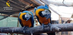 Cinco detenidos y una treintena de especies incautadas a una red de tráfico de fauna protegida
