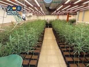 Plantación de marihuana en el interior de una vivienda en Aranjuez