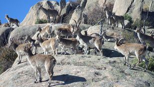 La Comunidad creará una reserva biogenética de cabra montés en la Sierra de Guadarrama
