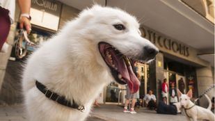 Hidratación y refrigeración: claves para cuidar a los perros en verano