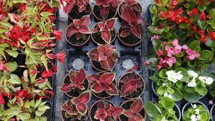 El Retiro, Madrid Río y las zonas verdes de los 21 distritos estrenan flores para el verano