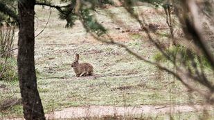 ¿Plaga de conejos gigantes en Madrid?: Entre el "fake ambiental" y el lamento de los agricultores