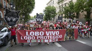 Un centenar de organizaciones se manifiestan este domingo en Madrid por la protección del lobo ibérico