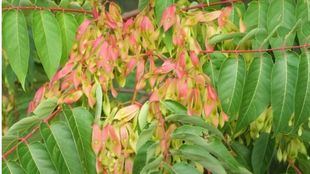 Majadahonda le declara la guerra al ailanto: retirados 80 ejemplares de este árbol invasor