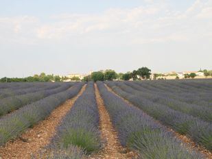 Rutas violetas: lavanda, destilerías y festivales a un paso de Madrid