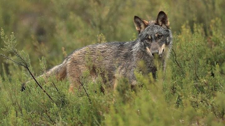 Un lobo ibérico en un paisaje verde.