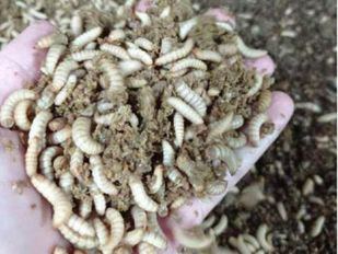 Precintada la "fábrica de gusanos" que operaba sin licencia