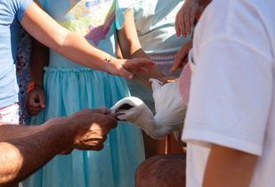 Suelta de cigüeñas en Alcalá de Henares