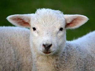 Tres investigados por maltrato animal vinculado a la Fiesta del Cordero musulmana