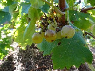 La Comunidad busca nuevas variedades de vid para hacer frente a las pérdidas de cultivo en los viñedos