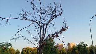 Vecinos del Ensanche denuncian el abandono de los árboles nuevos del barrio