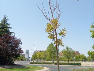 Vecinos del Ensanche denuncian el abandono de los árboles nuevos del barrio