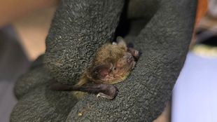 Una colonia de murciélagos se asienta en el Real Jardín Botánico de Madrid