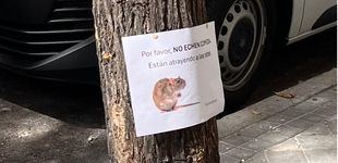 Cibeles reduce a "casos puntuales" la preocupación vecinal por la aparición de ratas en barrios