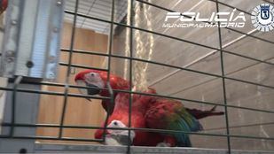 Rescatados cuatro guacamayos maltratados en un piso turístico