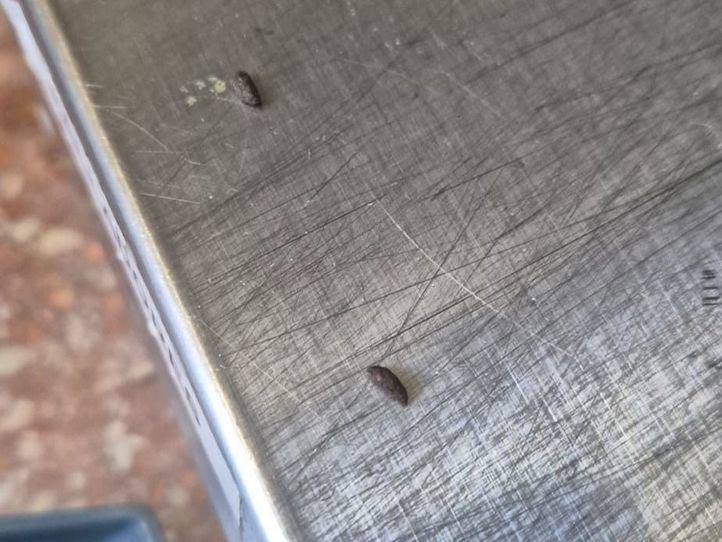 Excrementos de rata en el Parque de Bomberos de Tres Cantos