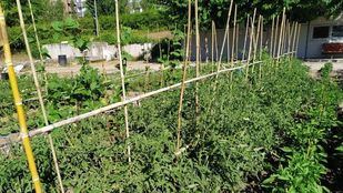 'Sanse' recibe 710 solicitudes para sus huertos ecológicos: el sorteo será este miércoles