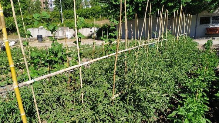 Huerto urbano Tempranales en San Sebastián de los Reyes