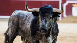 Figuras, toreros emergentes y locales protagonizan la Feria ‘torista’ de Albacete