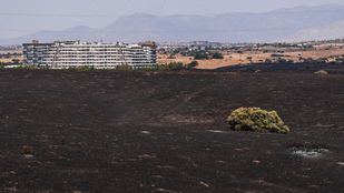 Madrid Forestal: más cortafuegos, pastoreo preventivo y vigilancia temprana para prevenir incendios