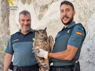 La Guardia Civil rescata a un búho real herido en Valdemanco