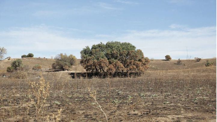 Zona calcinada por el incendio que tuvo lugar en agosto en Tres Cantos