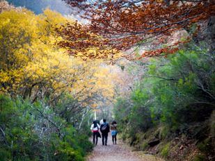 Escapadas de otoño: rutas por los hayedos más cercanos a Madrid